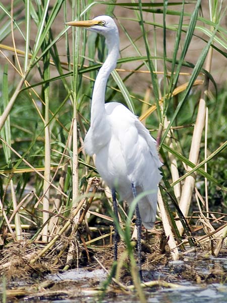 Great Egret,Bird,QENP,Queen Elizabeth National Park
