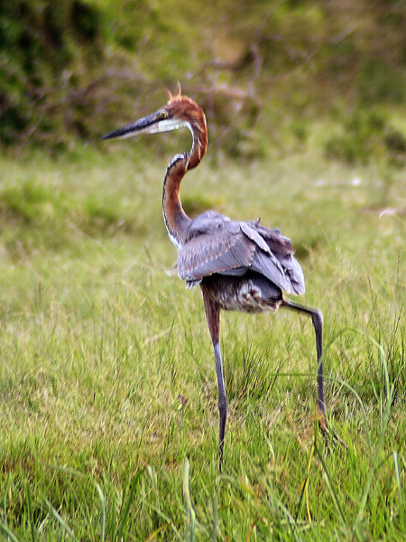 Goliath Heron,Bird,Kazinga Channel,QENP,Queen Elizabeth National Park