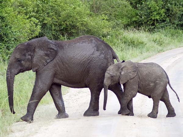 Elephants,Mweya,QENP,Queen Elizabeth National Park