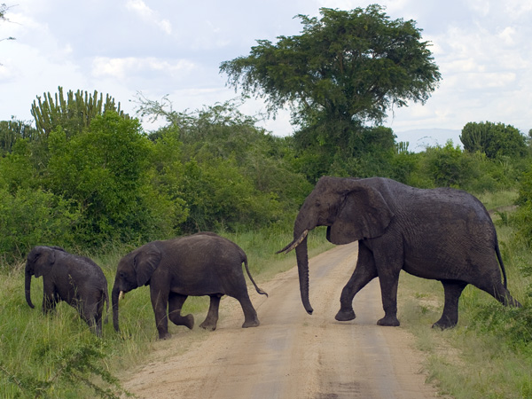 Elephants,Mweya,QENP,Queen Elizabeth National Park