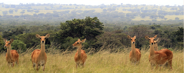 Ugandan Kob,Kobus kob thomasi,Ishasha,QENP,Queen Elizabeth National Park