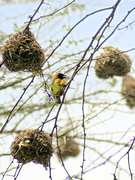Weaver Bird,Birdnests,Ishasha,QENP,Queen Elizabeth National Park