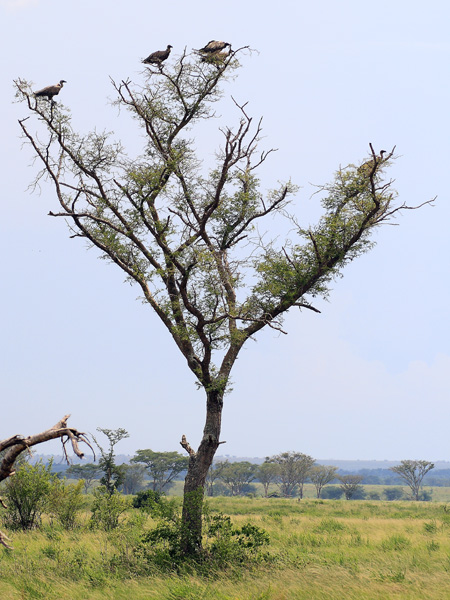 Vultures,Birds,Ishasha,QENP,Queen Elizabeth National Park