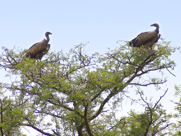 Vultures,Birds,Ishasha,QENP,Queen Elizabeth National Park