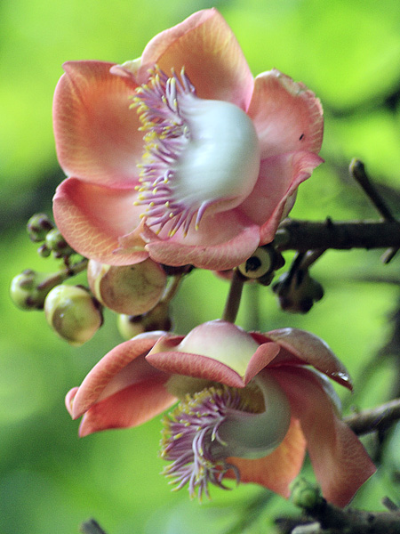 Cannon Ball Tree,Couroupita guianensis, Botanical Gardens,Entebbe