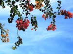 Bougainvillea