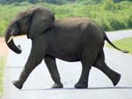 Elephant Mweya