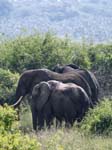 Elephants Mweya