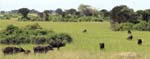 Buffalo Mweya