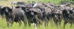 Buffalo Mweya