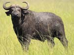 Buffalo Mweya