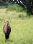 Waterbuck Mweya