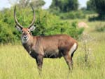 Waterbuck - Mweya