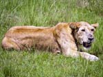 Lion Mweya