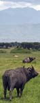 Buffalo Mweya