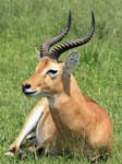 Kob Mweya