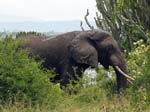 An Elephant Mweya