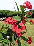 Crown of Thorns (Euphorbia milii)