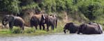 Elephants - Kazinga Channel