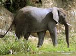 Elephant - Kazinga Channel