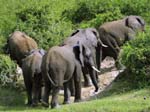 Elephants Kazinga Channel