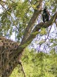 Juvenile Fish Eagle and a Hammerkop Nest