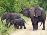 Elephants Mweya