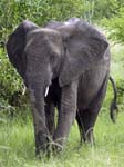 Elephant Mweya