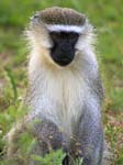 Vervet Monkey Mweya