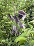 Baby Vervet Monkey Mweya