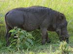 Warthog Mweya