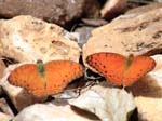 Butterflies Ishasha
