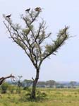 Vultures Ishasha
