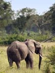 Elephant Ishasha