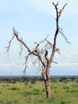 Dead Tree Ishasha