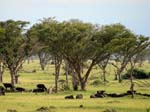 Buffalo Ishasha