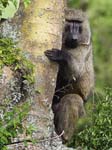 Baboon Ishasha