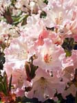 Pink Rhodies