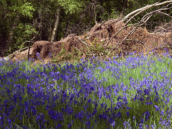Bluebells