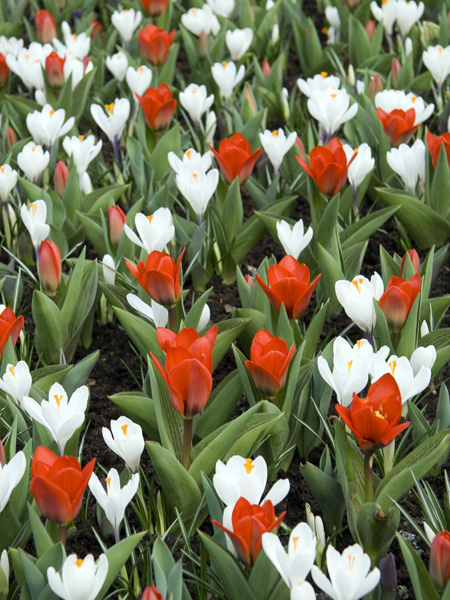 Tulips,Crocuses,Keukenhof,Flowers
