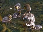 Duck and Ducklings