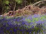 Bluebells