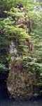 Rock Pillar, Pike Pool,  Beresford Dale