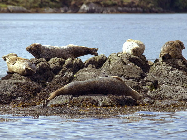 Common Seals,Harbour Seals,Glengarriff,Rocks