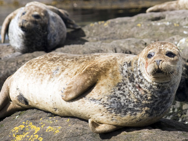 Common Seals,Harbour Seals,Glengarriff