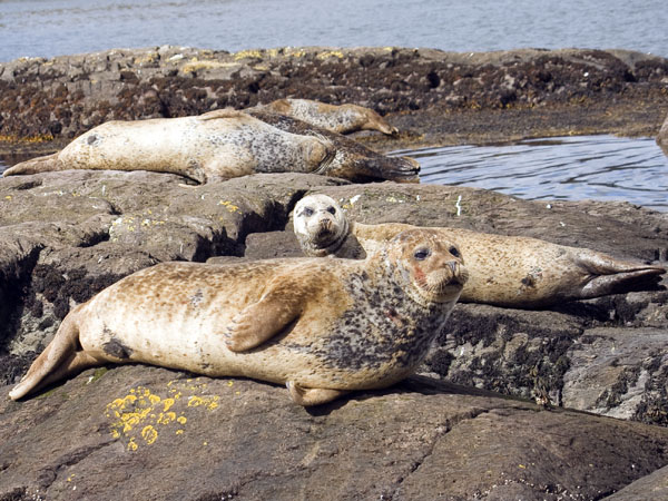 Common Seals,Harbour Seals,Glengarriff