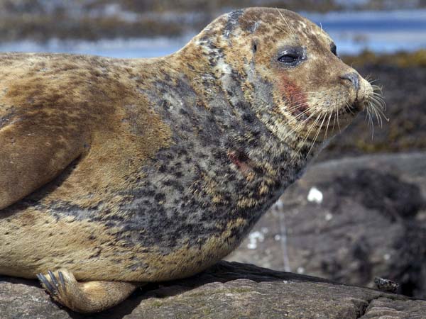 Common Seal,Harbour Seal,Glengarriff