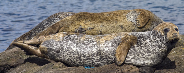 Common Seals,Harbour Seals,Glengarriff