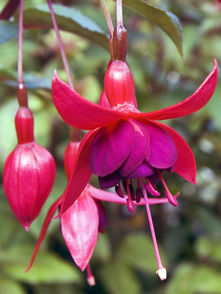 Fuchsia,Flowers