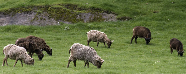 Sheep